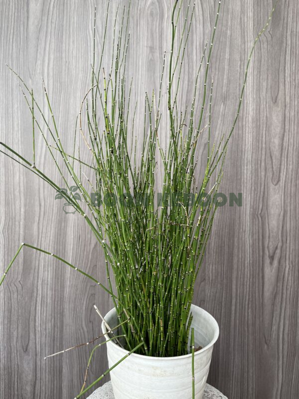 Bambu Air