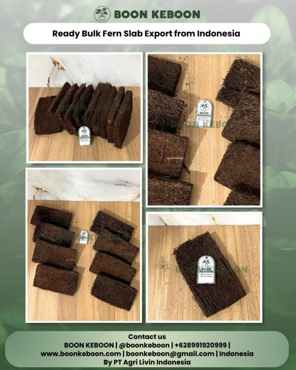 Ready Bulk Fern Slab Export from Indonesia