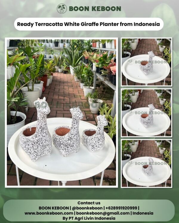 Ready Terracotta White Giraffe Planter from Indonesia